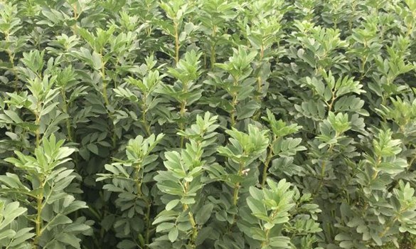 Winter beans Vale of Belvoir